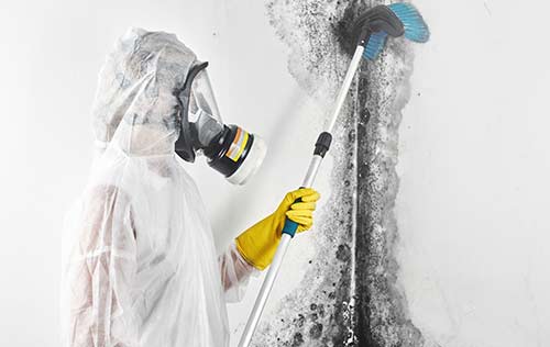 mold remediation cleaning