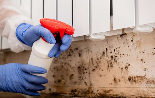mold cleaning service